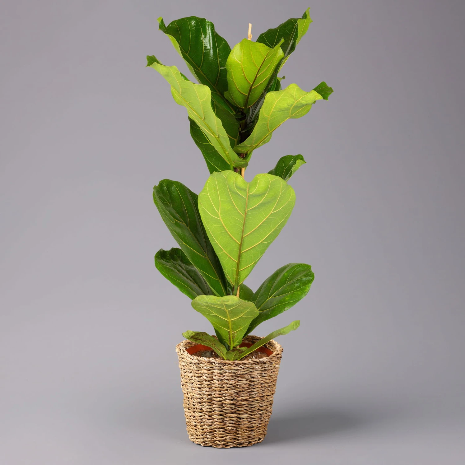 Geigenfeige In Korb Gaby, Topf-Ø 21 Cm, Höhe Ca. 80 - 100 Cm 3 Geigenfeige In Korb Gaby, Topf-Ø 21 Cm, Höhe Ca. 80 - 100 Cm