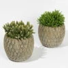 Rhipsalis In Dekotopf 'Marrakesh', Topf-Ø 9 Cm, 2er-Set -LECHUZA || Wagner Verkaufsgeschäft 0225200558 Rhipsalis Marrakesh