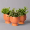 Mini-Korallenkaktus Im Dekotopf 'Scandic Terracotta', Topf-Ø 6 Cm, 3er-Set -LECHUZA || Wagner Verkaufsgeschäft 0225200735 Rhipsalis Set in Topf Scandic terracot 3er Set 1 neu