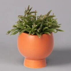Mini-Korallenkaktus Im Dekotopf 'Scandic Terracotta', Topf-Ø 6 Cm, 3er-Set -LECHUZA || Wagner Verkaufsgeschäft 0225200735 Rhipsalis Set in Topf Scandic terracot 3er Set 2