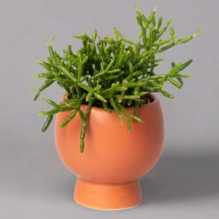 Mini-Korallenkaktus Im Dekotopf 'Scandic Terracotta', Topf-Ø 6 Cm, 3er-Set -LECHUZA || Wagner Verkaufsgeschäft 0225200735 Rhipsalis Set in Topf Scandic terracot 3er Set 4