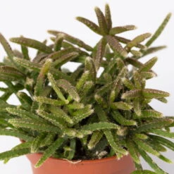 Mini-Korallenkaktus Im Dekotopf 'Scandic Terracotta', Topf-Ø 6 Cm, 3er-Set -LECHUZA || Wagner Verkaufsgeschäft 0225200735 Rhipsalis Set in Topf Scandic terracot 3er Set 5