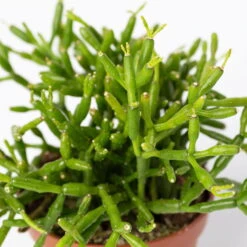 Mini-Korallenkaktus Im Dekotopf 'Scandic Terracotta', Topf-Ø 6 Cm, 3er-Set -LECHUZA || Wagner Verkaufsgeschäft 0225200738 Rhipsalis Set in Topf Glazed Pink 3er Set 6