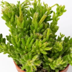 Mini-Korallenkaktus Im Dekotopf 'Scandic Terracotta', Topf-Ø 6 Cm, 3er-Set -LECHUZA || Wagner Verkaufsgeschäft 0225200738 Rhipsalis Set in Topf Glazed Pink 3er Set 7