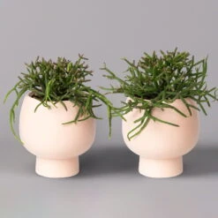 Korallenkaktus Im Dekotopf 'Scandic Nude', In Sorten, Topf-Ø 9 Cm, 2er-Set