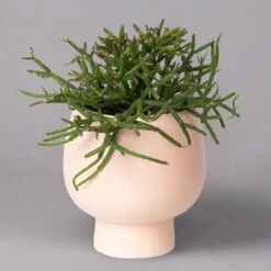 Korallenkaktus Im Dekotopf 'Scandic Nude', In Sorten, Topf-Ø 9 Cm, 2er-Set -LECHUZA || Wagner Verkaufsgeschäft 0225200740 Rhipsalis Set in Topf Scandic nude 2er Set 3