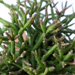 Korallenkaktus Im Dekotopf 'Scandic Nude', In Sorten, Topf-Ø 9 Cm, 2er-Set -LECHUZA || Wagner Verkaufsgeschäft 0225200740 Rhipsalis Set in Topf Scandic nude 2er Set 4