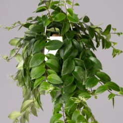 Panaschierte Schamblume, In Blumenampel, Topf-Ø 14 Cm, Höhe Ca. 30 Cm -LECHUZA || Wagner Verkaufsgeschäft 0230100137 Aeschynanthus variegata 1 1 117817