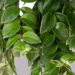 Panaschierte Schamblume, In Blumenampel, Topf-Ø 14 Cm, Höhe Ca. 30 Cm -LECHUZA || Wagner Verkaufsgeschäft 0230100137 Aeschynanthus variegata 1 3 117818