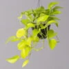 Efeutute 'Golden Pothos' In Blumenampel, Topf-Ø 15 Cm -LECHUZA || Wagner Verkaufsgeschäft 0230200352 Epipremnum pin Golden Pothos 15cm 1 115558