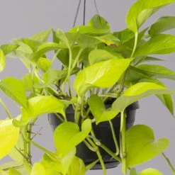 Efeutute 'Golden Pothos' In Blumenampel, Topf-Ø 15 Cm -LECHUZA || Wagner Verkaufsgeschäft 0230200352 Epipremnum pin Golden Pothos 15cm 2 115559