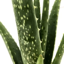 Aloe Vera, Topf-Ø 10,5 Cm, Höhe Ca. 25 Cm, 3er-Set -LECHUZA || Wagner Verkaufsgeschäft 0250102712 3er Set Aloe vera 105er Topf ca 25cm 2