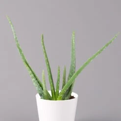 Aloe Vera In Keramiktopf Dallas Weiß, Topf-Ø 12 Cm, Höhe Ca. 20-35 Cm, 2er-Set -LECHUZA || Wagner Verkaufsgeschäft 0250103025 Aloe vera Dallas weiss 2