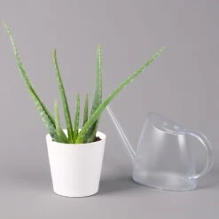 Aloe Vera In Keramiktopf Dallas Weiß, Topf-Ø 12 Cm, Höhe Ca. 20-35 Cm -LECHUZA || Wagner Verkaufsgeschäft 0250103026 Aloe vera Dallas weiss 32