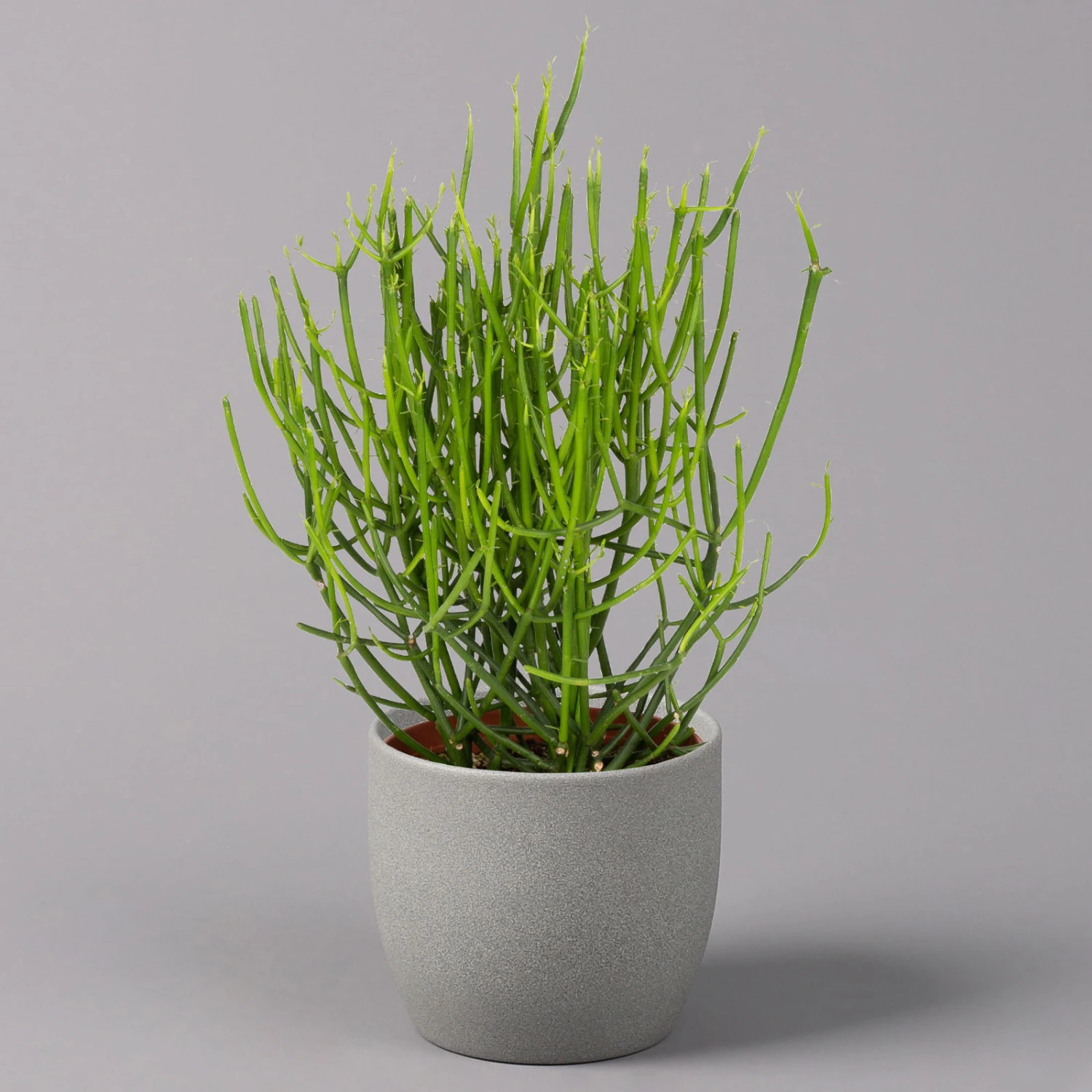 Bleistiftstrauch, Topf-Ø 13 Cm, Höhe Ca. 28 Cm, 2er-Set 4 Bleistiftstrauch, Topf-Ø 13 Cm, Höhe Ca. 28 Cm, 2er-Set – Bild 2