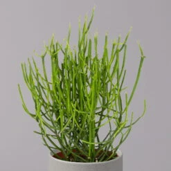 Bleistiftstrauch, Topf-Ø 13 Cm, Höhe Ca. 28 Cm, 2er-Set 11 Bleistiftstrauch, Topf-Ø 13 Cm, Höhe Ca. 28 Cm, 2er-Set -LECHUZA || Wagner Verkaufsgeschäft 0250103247 Euphorbia tirucalli 13cm 2er Set 3