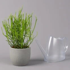 Bleistiftstrauch, Topf-Ø 13 Cm, Höhe Ca. 28 Cm, 2er-Set 12 Bleistiftstrauch, Topf-Ø 13 Cm, Höhe Ca. 28 Cm, 2er-Set -LECHUZA || Wagner Verkaufsgeschäft 0250103247 Euphorbia tirucalli 13cm 2er Set 4