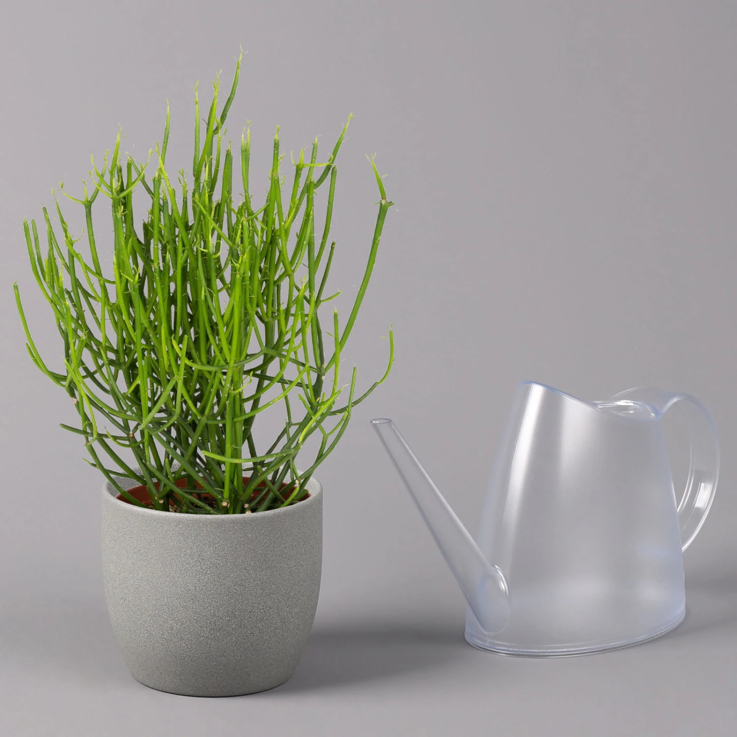 Bleistiftstrauch, Topf-Ø 13 Cm, Höhe Ca. 28 Cm, 2er-Set 6 Bleistiftstrauch, Topf-Ø 13 Cm, Höhe Ca. 28 Cm, 2er-Set – Bild 4