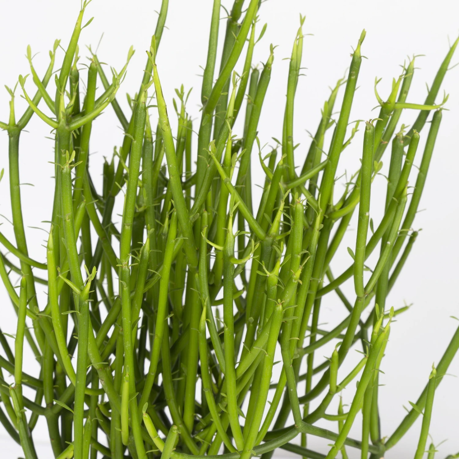 Bleistiftstrauch, Topf-Ø 13 Cm, Höhe Ca. 28 Cm, 2er-Set 7 Bleistiftstrauch, Topf-Ø 13 Cm, Höhe Ca. 28 Cm, 2er-Set – Bild 5