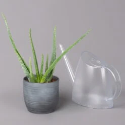 Aloe Vera In Keramiktopf Bergamo Grau, Topf-Ø 12 Cm, Höhe Ca. 35 Cm -LECHUZA || Wagner Verkaufsgeschäft 0250103274 Aloe vera in uebertopf Bergamo grau 12cmT H35cm 3 121030