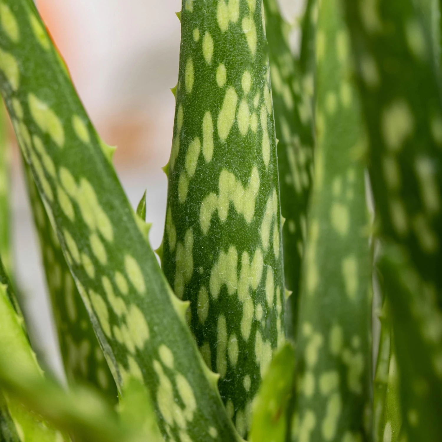 Aloe Vera In Übertopf Vibes Rosa, Topf-Ø 12 Cm, Höhe Ca. 35 Cm, 2er-Set 4 Aloe Vera In Übertopf Vibes Rosa, Topf-Ø 12 Cm, Höhe Ca. 35 Cm, 2er-Set – Bild 2