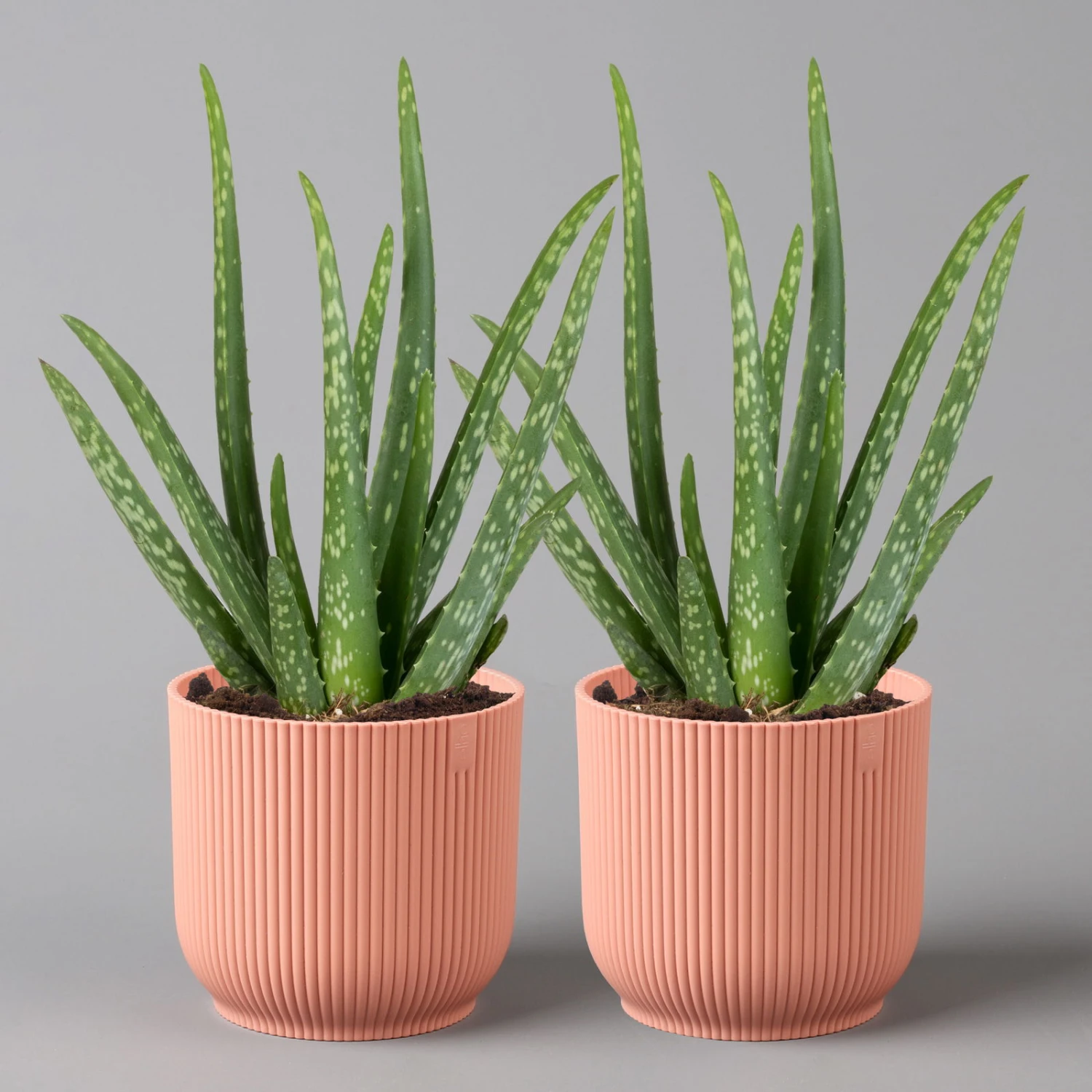 Aloe Vera In Übertopf Vibes Rosa, Topf-Ø 12 Cm, Höhe Ca. 35 Cm, 2er-Set 3 Aloe Vera In Übertopf Vibes Rosa, Topf-Ø 12 Cm, Höhe Ca. 35 Cm, 2er-Set