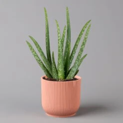 Aloe Vera In Übertopf Vibes Rosa, Topf-Ø 12 Cm, Höhe Ca. 35 Cm, 2er-Set 11 Aloe Vera In Übertopf Vibes Rosa, Topf-Ø 12 Cm, Höhe Ca. 35 Cm, 2er-Set -LECHUZA || Wagner Verkaufsgeschäft 0250103387 aloe vera in uebertopf rosa 2er Set Elho Vibes 124893