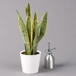 Bogenhanf In Keramiktopf Dallas Weiß, Topf-Ø 12 Cm, Höhe Ca. 35-45cm, 2er-Set 13 Bogenhanf In Keramiktopf Dallas Weiß, Topf-Ø 12 Cm, Höhe Ca. 35-45cm, 2er-Set -LECHUZA || Wagner Verkaufsgeschäft 0250200713 Sansev Laurentii Dallas weiss 3