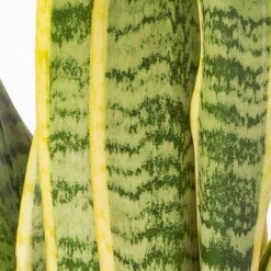 Bogenhanf In Keramiktopf Dallas Weiß, Topf-Ø 12 Cm, Höhe Ca. 35-45cm, 2er-Set 14 Bogenhanf In Keramiktopf Dallas Weiß, Topf-Ø 12 Cm, Höhe Ca. 35-45cm, 2er-Set -LECHUZA || Wagner Verkaufsgeschäft 0250200713 Sansev Laurentii Dallas weiss 4