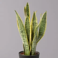 Bogenhanf In Keramiktopf Dallas Anthrazit, Topf-Ø 12 Cm, 2er-Set 12 Bogenhanf In Keramiktopf Dallas Anthrazit, Topf-Ø 12 Cm, 2er-Set -LECHUZA || Wagner Verkaufsgeschäft 0250200718 Sansev Laurentii Dallas anthrazit 2