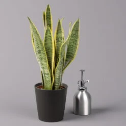 Bogenhanf In Keramiktopf Dallas Anthrazit, Topf-Ø 12 Cm, 2er-Set 13 Bogenhanf In Keramiktopf Dallas Anthrazit, Topf-Ø 12 Cm, 2er-Set -LECHUZA || Wagner Verkaufsgeschäft 0250200718 Sansev Laurentii Dallas anthrazit 3