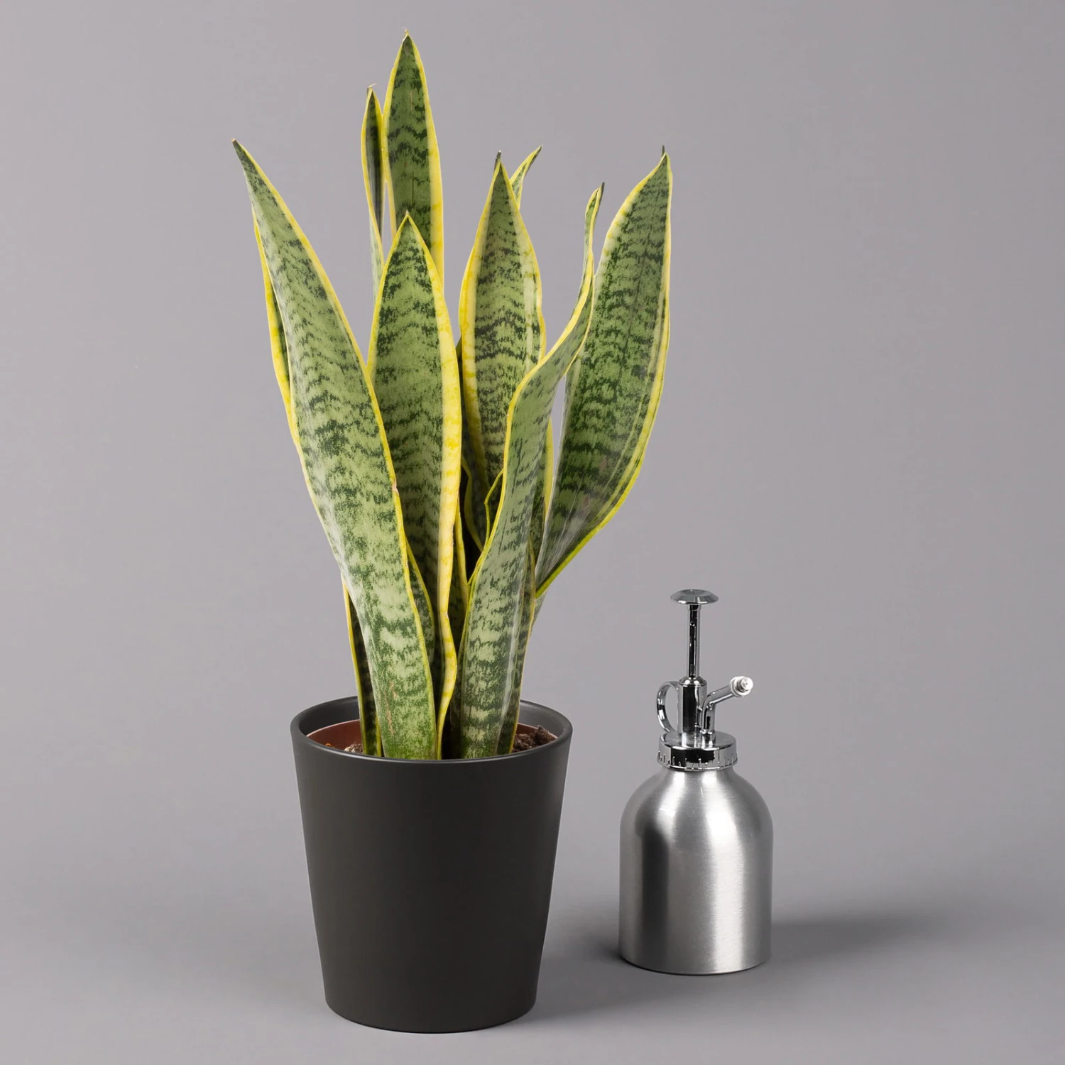 Bogenhanf In Keramiktopf Dallas Anthrazit, Topf-Ø 12 Cm, 2er-Set 6 Bogenhanf In Keramiktopf Dallas Anthrazit, Topf-Ø 12 Cm, 2er-Set – Bild 4