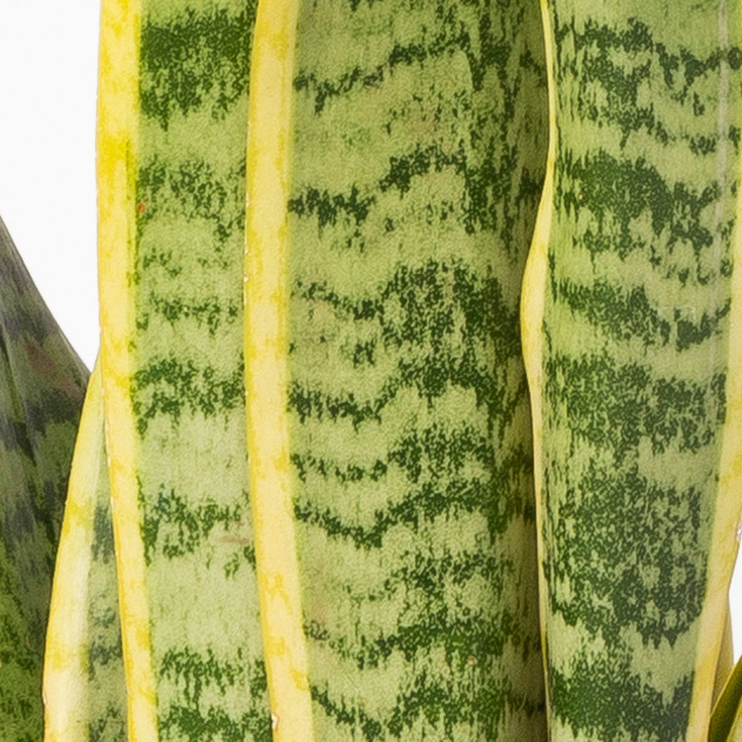 Bogenhanf In Keramiktopf Dallas Anthrazit, Topf-Ø 12 Cm, 2er-Set 7 Bogenhanf In Keramiktopf Dallas Anthrazit, Topf-Ø 12 Cm, 2er-Set – Bild 5