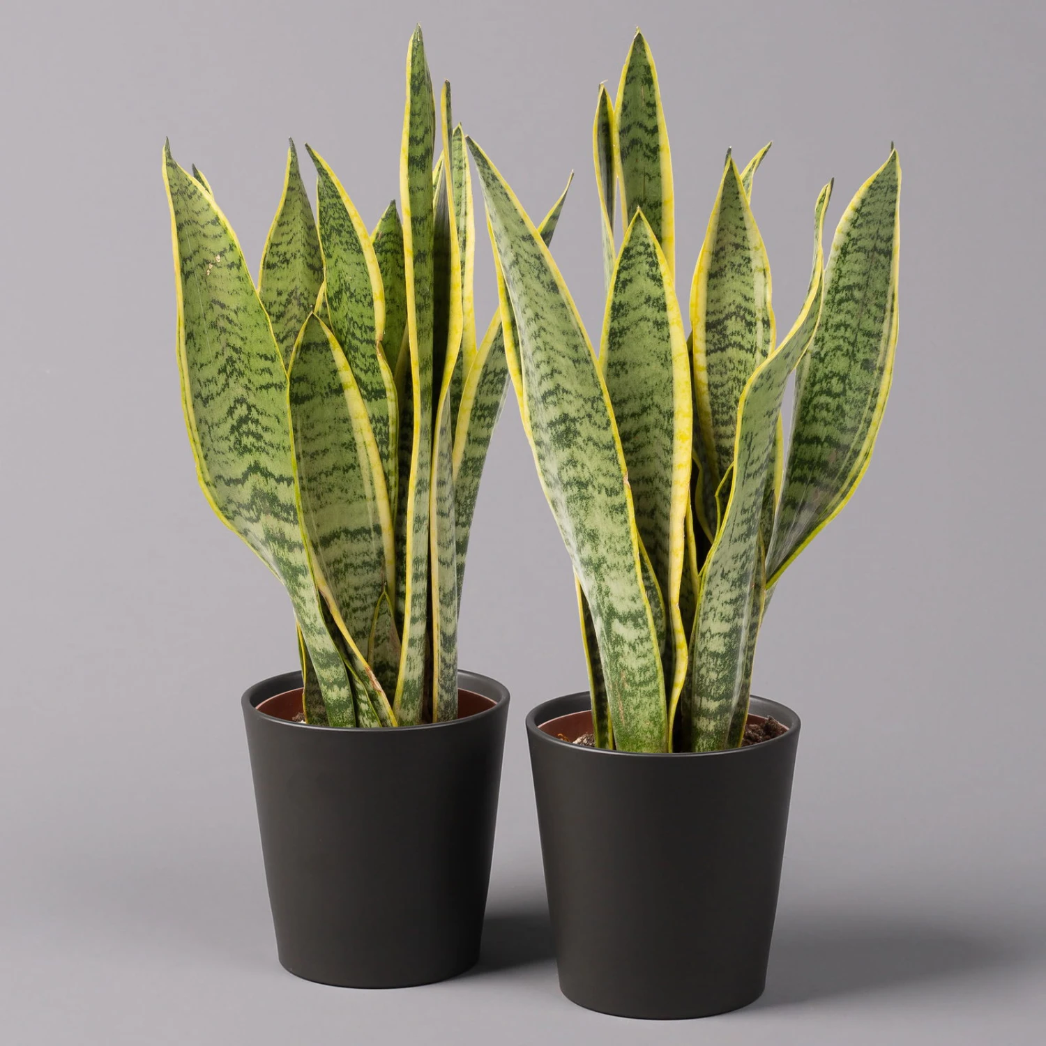 Bogenhanf In Keramiktopf Dallas Anthrazit, Topf-Ø 12 Cm, 2er-Set 3 Bogenhanf In Keramiktopf Dallas Anthrazit, Topf-Ø 12 Cm, 2er-Set