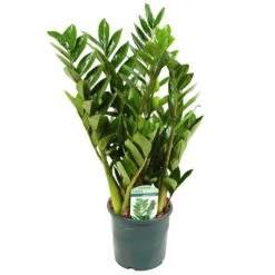 Glücksfeder, Topf-Ø 14 Cm, Höhe Ca. 40 Cm -LECHUZA || Wagner Verkaufsgeschäft 0250300075 Zamioculcas zamiifolia Lucky 17cm T H 50cm