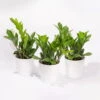 Glücksfeder Inkl. Übertopf 'Dallas' Weiß, Topf-Ø 12 Cm, 3er-Set -LECHUZA || Wagner Verkaufsgeschäft 0250300104 Zamioculcas zamiifolia mit Keramiktopf Dallas 3er Set 1