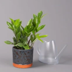 Glücksfeder In Keramiktopf Lauren Blau, Topf-Ø 12 Cm, Höhe Ca. 40 Cm -LECHUZA || Wagner Verkaufsgeschäft 0250300117 Zamioculcas za mit Uebertopf Lauren blau 3
