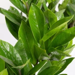 Glücksfeder In Keramiktopf Lauren Blau, Topf-Ø 12 Cm, Höhe Ca. 40 Cm -LECHUZA || Wagner Verkaufsgeschäft 0250300117 Zamioculcas za mit Uebertopf Lauren blau 4