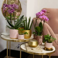 Phalaenopsis, Gesprenkelte Sorten, 2 Rispen, Topf-Ø 9 Cm, Höhe Ca. 30 Cm -LECHUZA || Wagner Verkaufsgeschäft 0290100045 0290100046