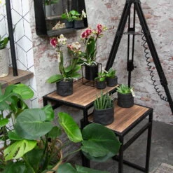 Phalaenopsis, Gesprenkelte Sorten, 2 Rispen, Topf-Ø 9 Cm, Höhe Ca. 30 Cm -LECHUZA || Wagner Verkaufsgeschäft 0290100046 0250200535