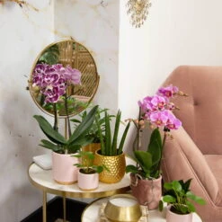 Phalaenopsis, Gesprenkelte Sorten, 2 Rispen, Topf-Ø 9 Cm, Höhe Ca. 30 Cm -LECHUZA || Wagner Verkaufsgeschäft 0290100046 0290100045