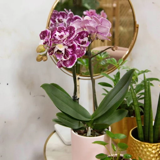 Phalaenopsis, Gesprenkelte Sorten, 2 Rispen, Topf-Ø 9 Cm, Höhe Ca. 30 Cm 8 Phalaenopsis, Gesprenkelte Sorten, 2 Rispen, Topf-Ø 9 Cm, Höhe Ca. 30 Cm -LECHUZA || Wagner Verkaufsgeschäft 0290100046