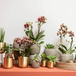 Phalaenopsis, Gesprenkelte Sorten, 3 Rispen, Topf-Ø 9 Cm, Höhe Ca. 30 Cm -LECHUZA || Wagner Verkaufsgeschäft 0290100047