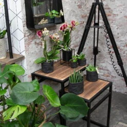 Phalaenopsis, Gesprenkelte Sorten, 3 Rispen, Topf-Ø 9 Cm, Höhe Ca. 30 Cm -LECHUZA || Wagner Verkaufsgeschäft 0290100047 Phalaenopsis 3R gesprenkelt 9 cm T H 30 cm