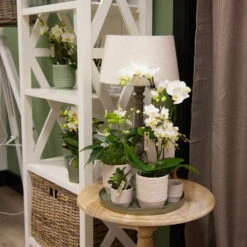 Phalaenopsis, Weißtöne, 2 Rispen, Topf-Ø 9 Cm, Höhe Ca. 30 Cm -LECHUZA || Wagner Verkaufsgeschäft 0290100048 0290100049