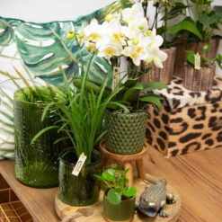 Phalaenopsis, Weißtöne, 2 Rispen, Topf-Ø 9 Cm, Höhe Ca. 30 Cm -LECHUZA || Wagner Verkaufsgeschäft 0290100048 2