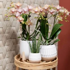 Phalaenopsis, Orangetöne, 3 Rispen, Topf-Ø 9 Cm, In Keramikübertopf -LECHUZA || Wagner Verkaufsgeschäft 0290100055 0290100054
