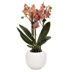 Phalaenopsis, Orangetöne, 3 Rispen, Topf-Ø 9 Cm, In Keramikübertopf