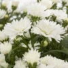 Aster Novi-belgii, Weiss Gefüllt, Topf-Ø 12 Cm, 6er-Set -LECHUZA || Wagner Verkaufsgeschäft 0319100465 Aster novi belgii T12 weiss gefuellt 3er Set WS 2 95654