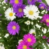 Aster Novi-belgii 'Trio', 3er-Set, Weiß-rosa-blau, Topf 12/13 Cm Ø 2 Aster Novi-belgii 'Trio', 3er-Set, Weiß-rosa-blau, Topf 12/13 Cm Ø -LECHUZA || Wagner Verkaufsgeschäft 0319100471 Aster novi belgii gefuellt Trio weiss rosa blau 3er Set WS 4 95661
